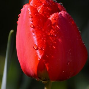 red, tulip, flower-8710137.jpg